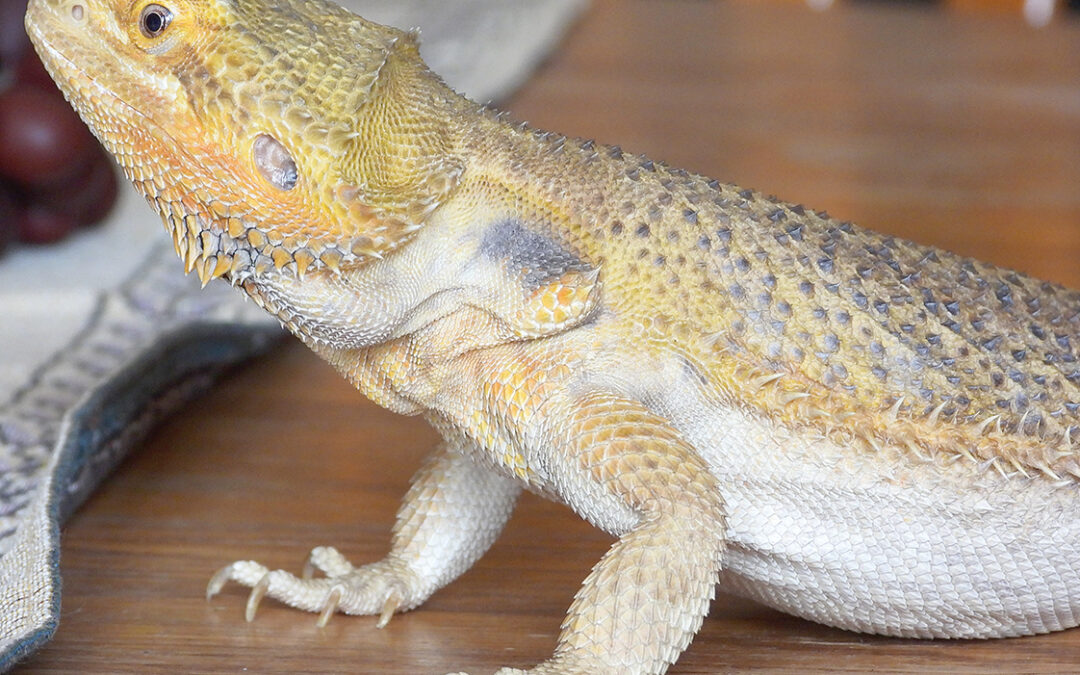 Bearded dragons touted as one of the more popular pets