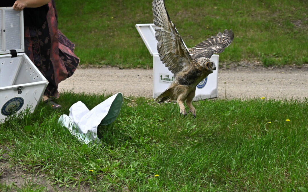 Great Horned Owls released back into their enviroment