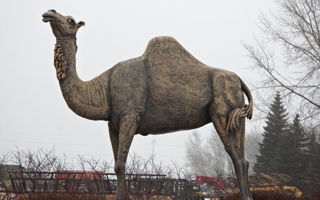 Do you know the background of Sara the Camel?