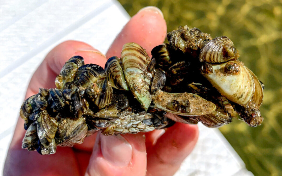 Stopping the spread of zebra mussels