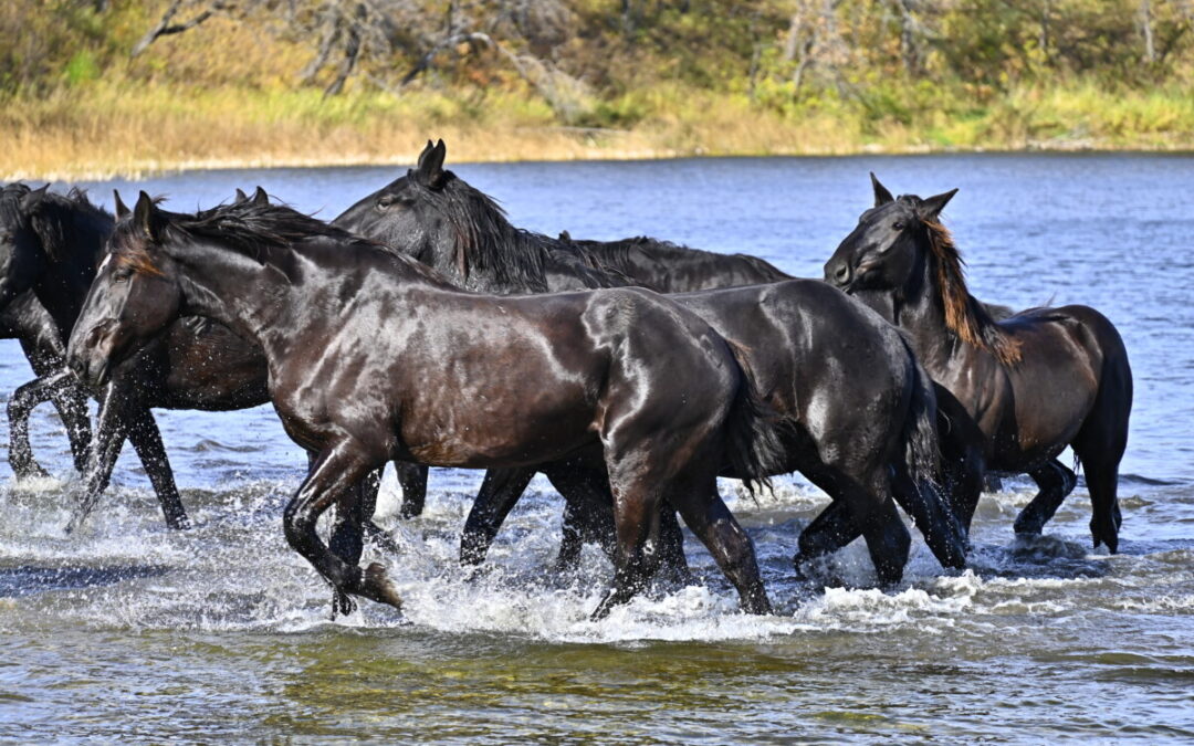 Percherons return home for the winter