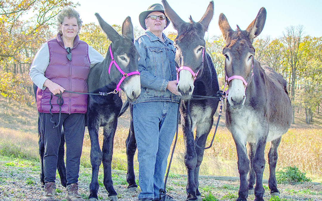 Big Ears Donkey Ranch celebrates 25 years of excellence