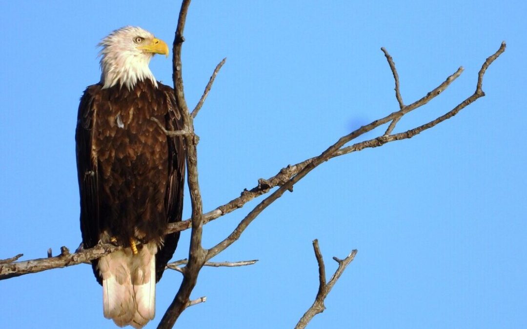 49th Annual Cypress River/Holland Christmas Bird Count