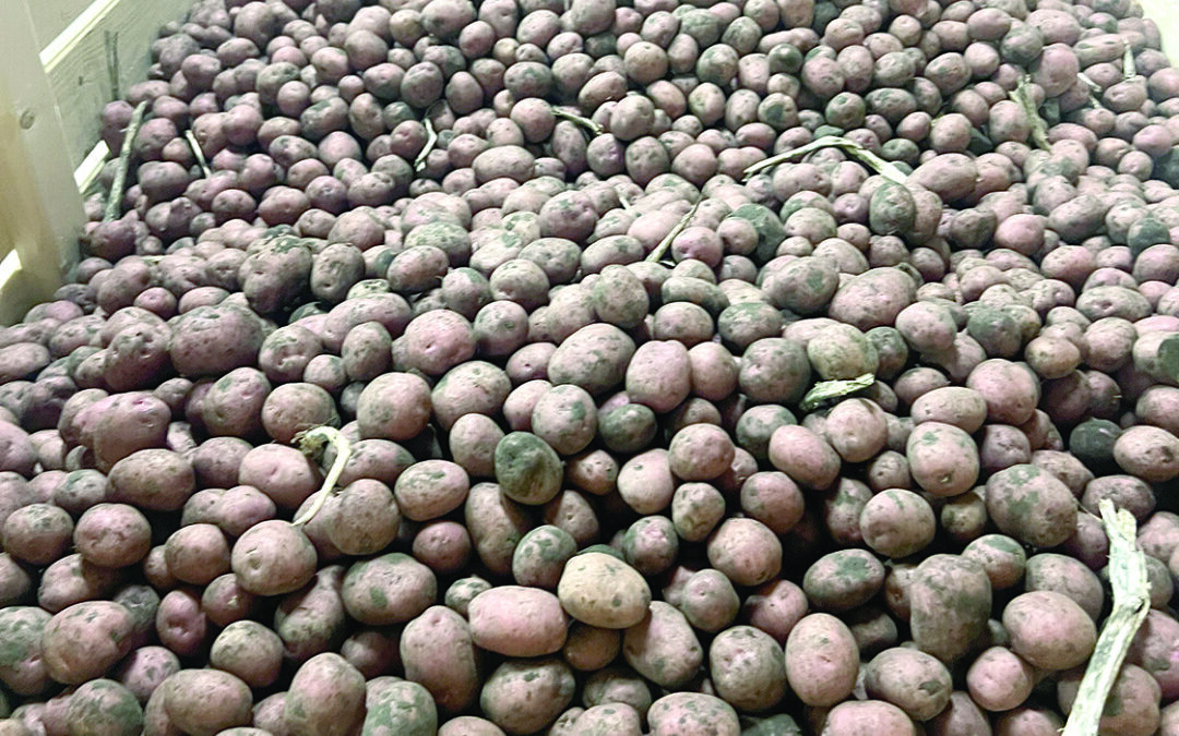 Under the Hill Farms diversify with creamers for Little Potato Company