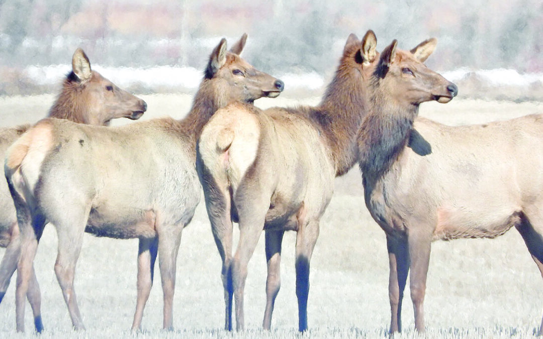 Elk were almost extinct, they are now becoming a problem