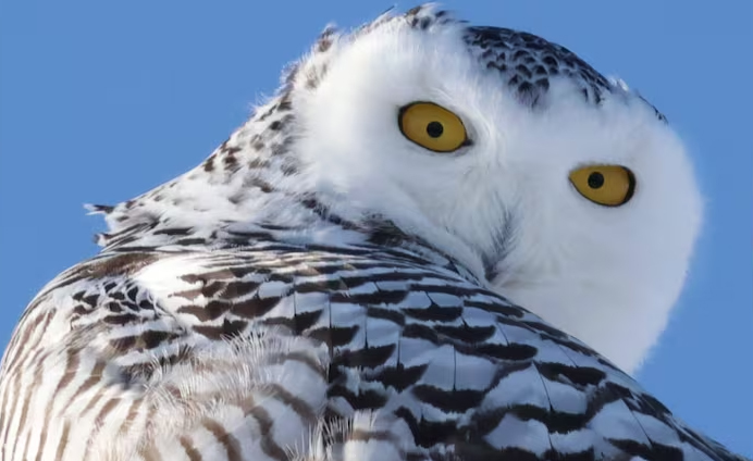 Glenboro Spruce Woods Christmas Bird Count has lowest total in twenty years