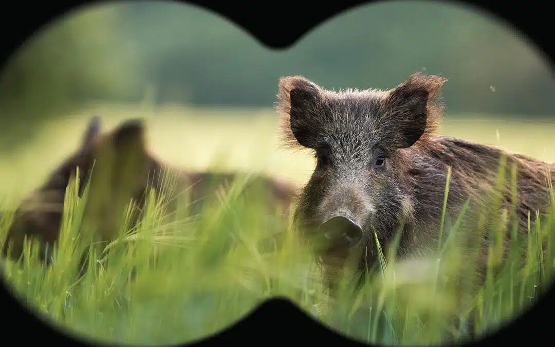 Squeal on Pigs program has made significant advancements
