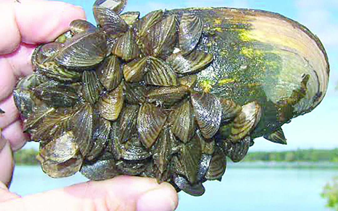 The horror and devastation of the zebra mussels