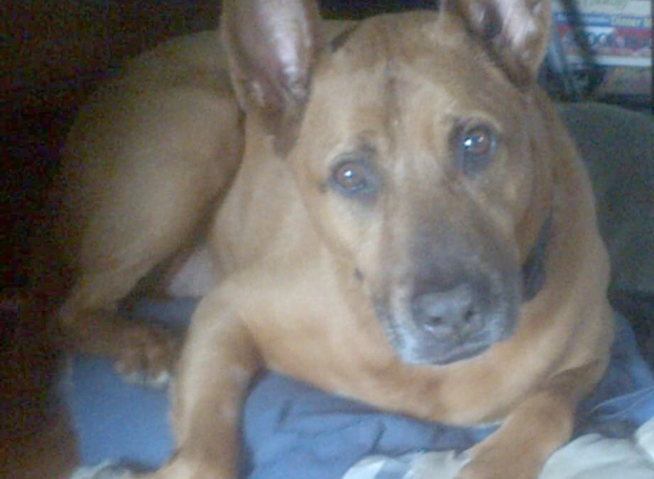 Marie Hanson shares experience with The Dog Whisperer